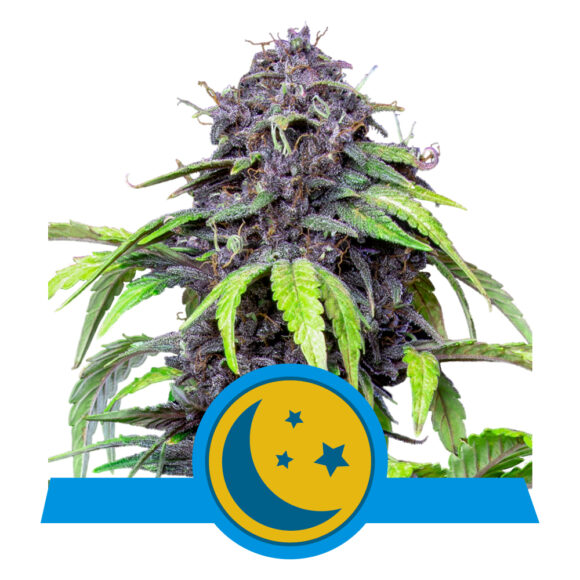 Autoflower Seeds For Sale Autoflower Cannabis Seeds Buy Autoflower