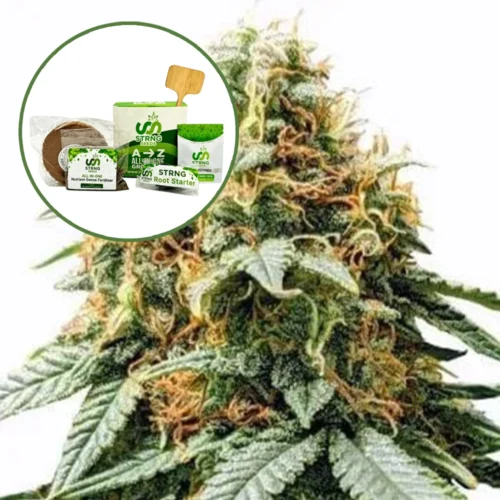 Acapulco Gold Strain Grow Kit