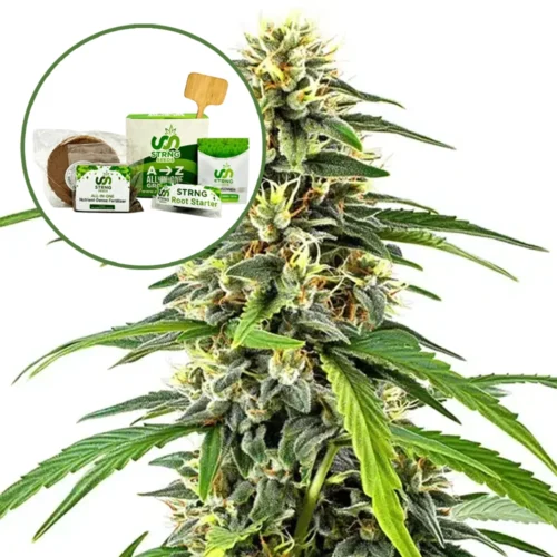 Amnesia Strain Grow Kit