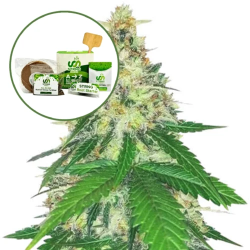 Apple Betty Strain Grow Kit