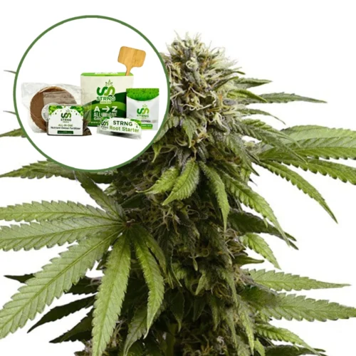 Apple Fritter Strain Grow Kit