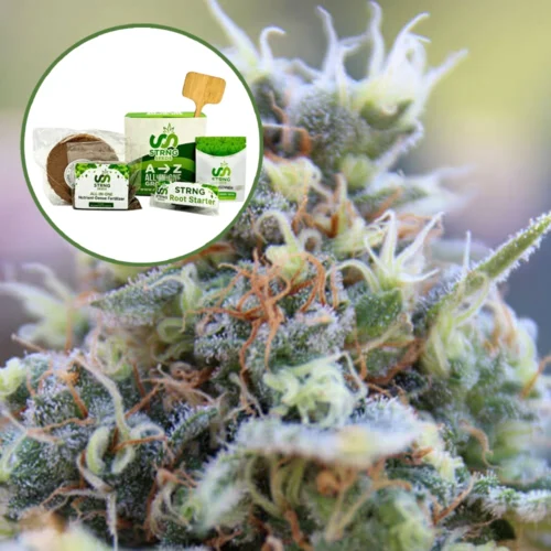 Banana Kush Strain Grow Kit