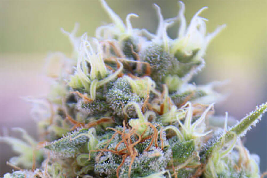 Banana Kush Strain Review: Flavor, Effects, and Cultivation Insights ...