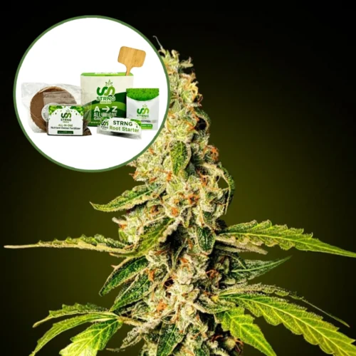 Banana Punch Strain Grow Kit