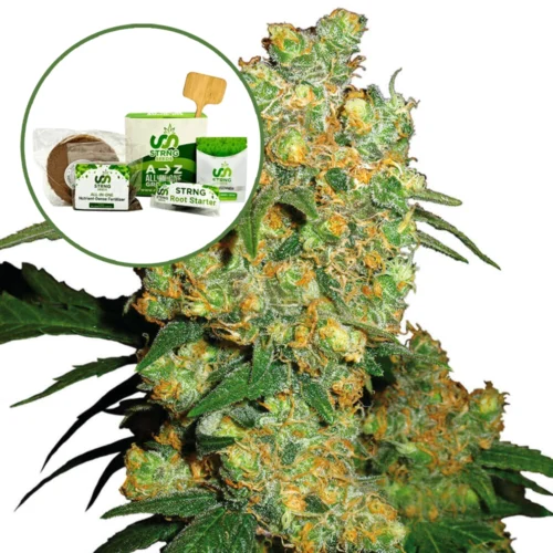 Big Bud Strain Grow Kit