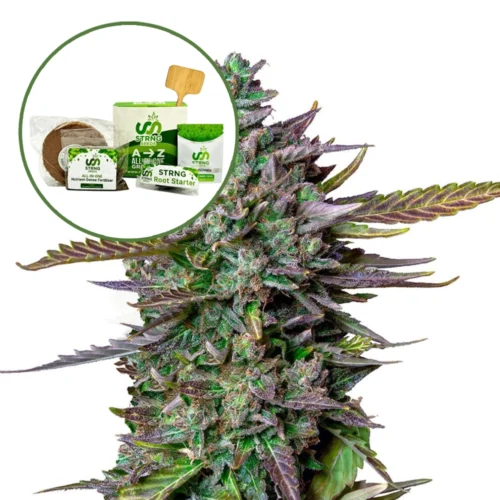 Blue Cheese Strain Grow Kit