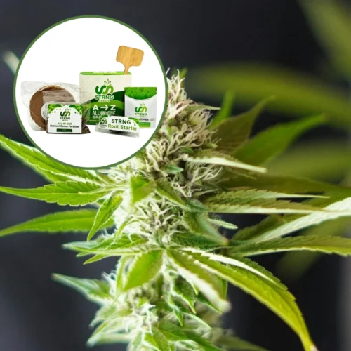 Blue Dream x Northern Lights Strain Grow Kit