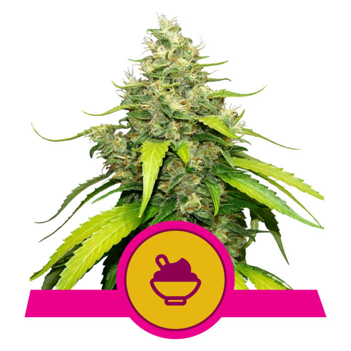 Blue Gelato - Premium Hemp Seeds | Best Feminized Seeds | Seed Bank USA ...