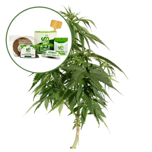 Blueberry Strain Grow Kit