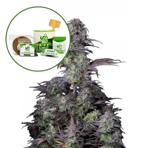 Blueberry Strain Grow Kit