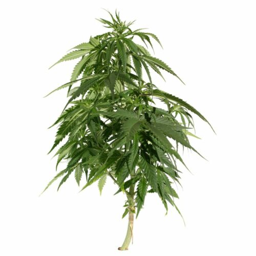 STRNG Seeds – Blueberry