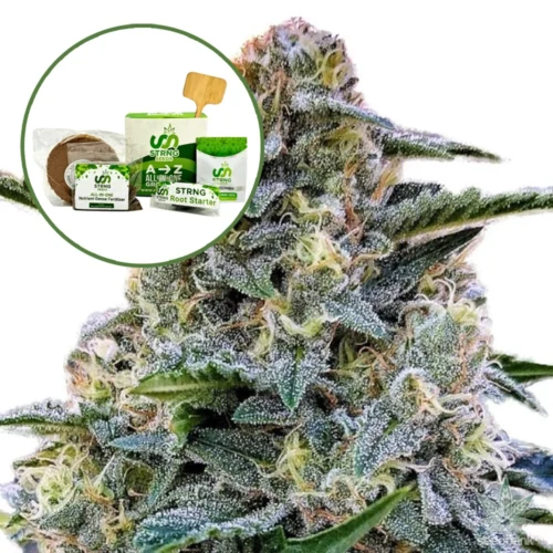 Bruce Banner Strain Grow Kit