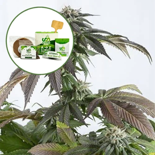 Bubba Kush Strain Grow Kit