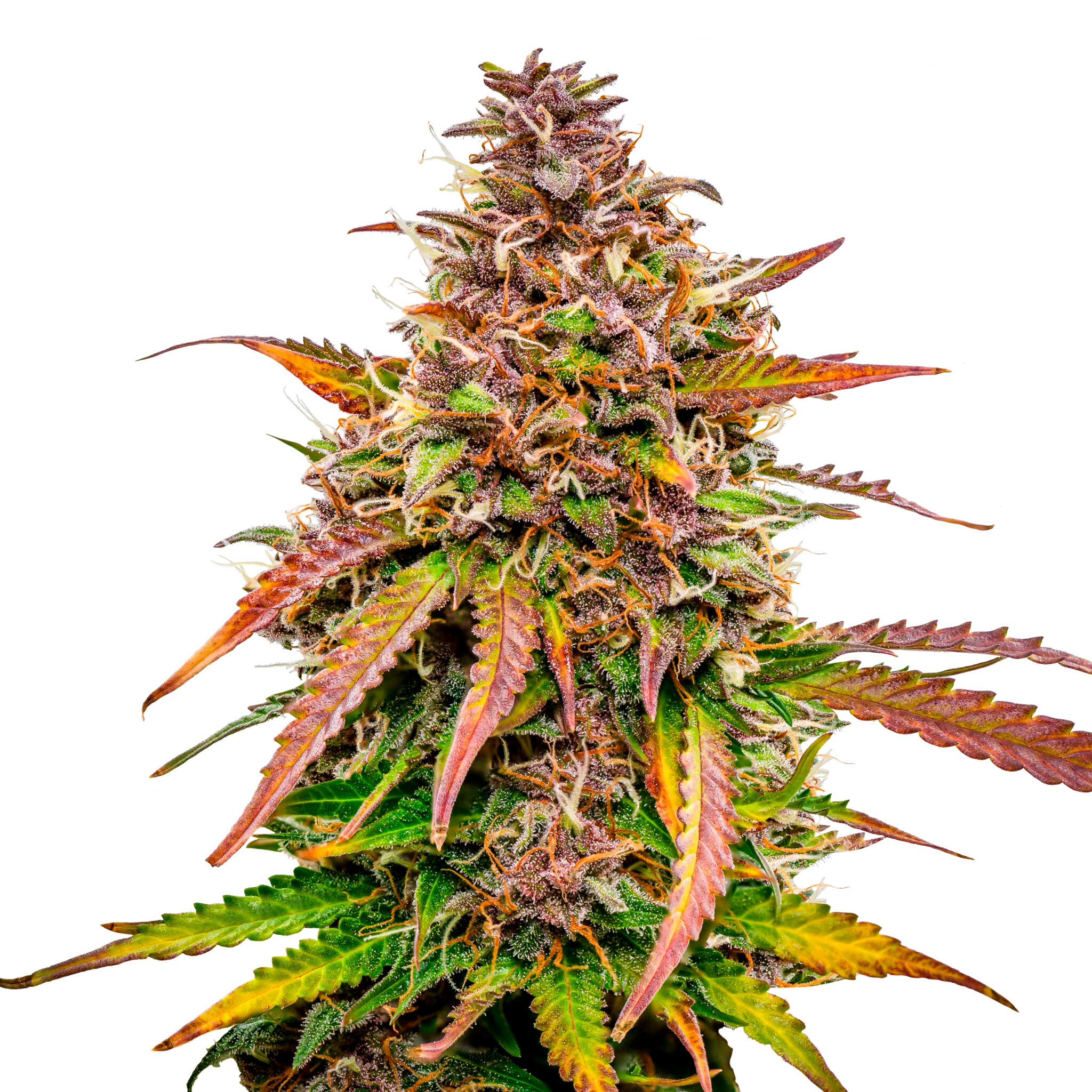 Bubble Kush Auto - Premium Seed Bank | Best Feminized Seeds | Seed Bank ...