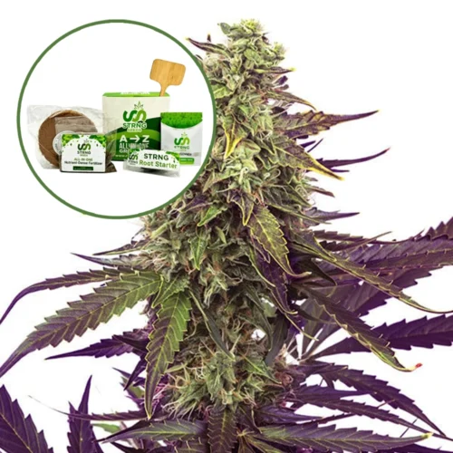 Cereal Milk Strain Grow Kit