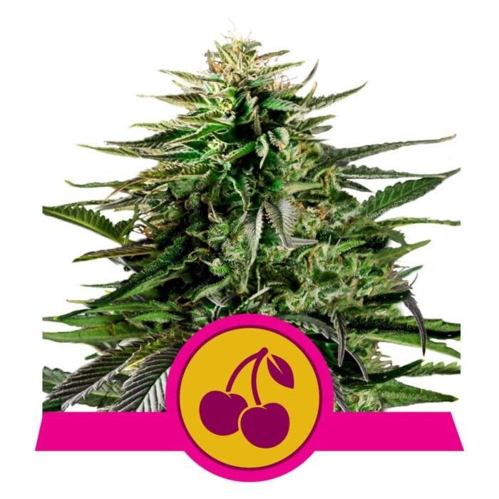 Cherry Pie Feminized