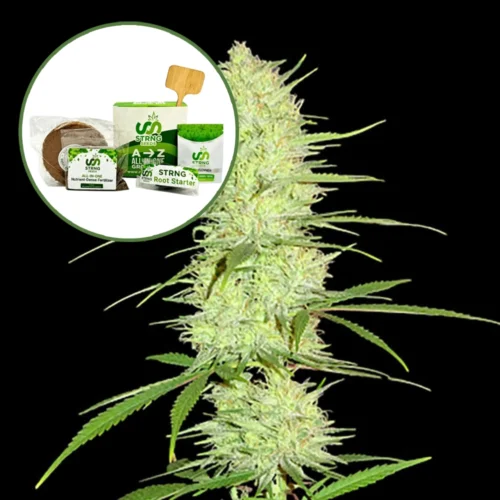 Cinderella 99 Strain Grow Kit