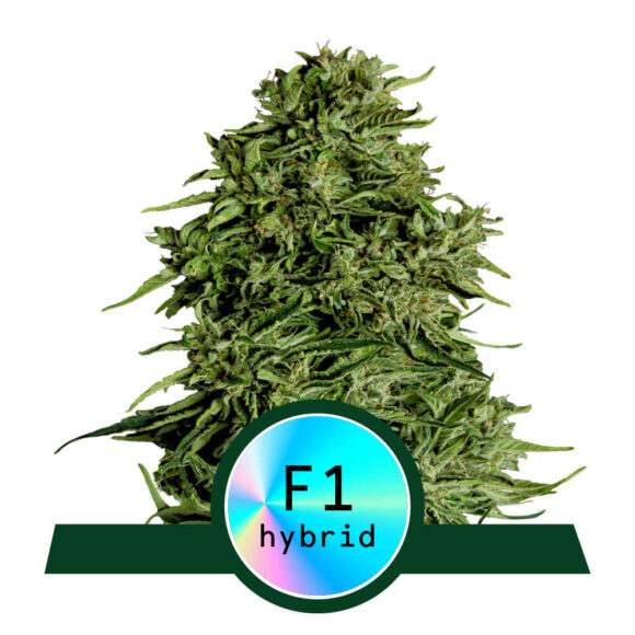 F1 Hybrid Seeds Archives - Premium Seed Bank | Best Feminized Seeds ...