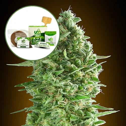 Do-Si-Dos Strain Grow Kit