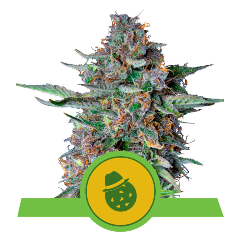 Do-Si-Dos Strain: Growing, History, and Benefits Guide