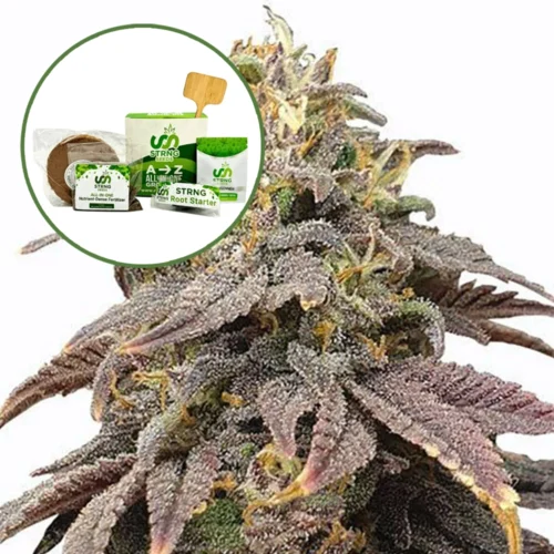 Forbidden Fruit (THCA) Strain Grow Kit