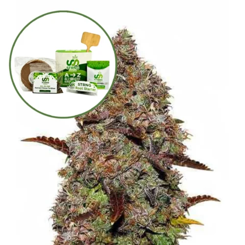 Gelato Strain Grow Kit