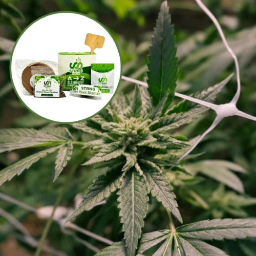 Gelato x Sex Panther Strain Grow Kit