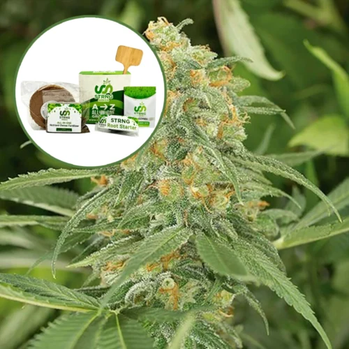 Green Crack Strain Grow Kit