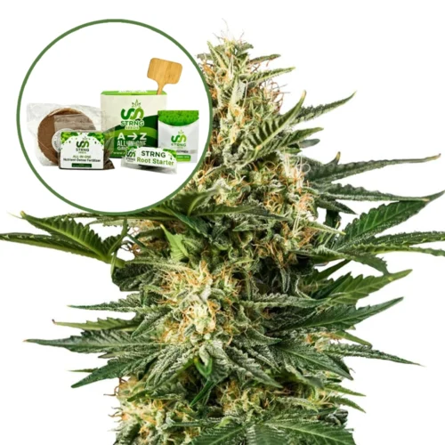 Green Gelato Strain Grow Kit