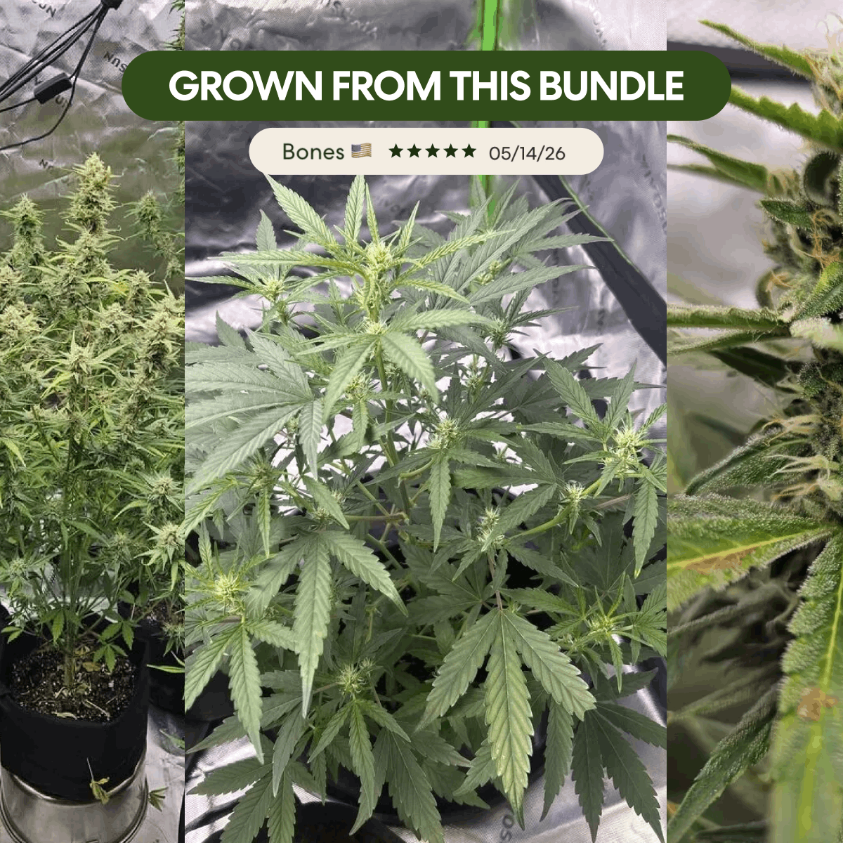 High Yield Grow Pack - Image 3