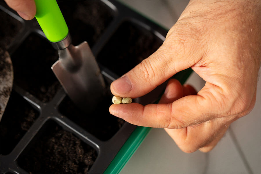 How to Germinate Cannabis Seeds