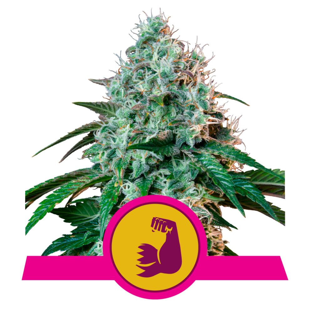 HulkBerry Premium Seed Bank Best Feminized Seeds Seed Bank USA