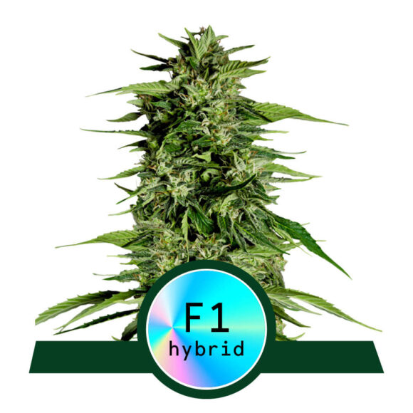 F1 Hybrid Seeds Archives - Premium Seed Bank | Best Feminized Seeds ...