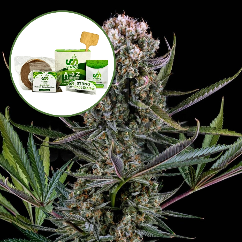 Italian Ice Strain Grow Kit