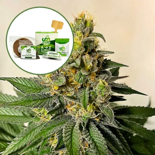 Legend OG Strain Grow Kit