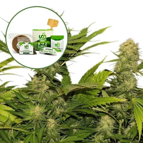 Lemon G Strain Grow Kit