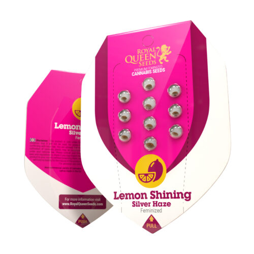 Lemon Shining Silver Haze Box