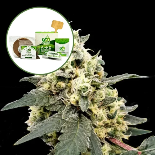 Lemonade Strain Grow Kit