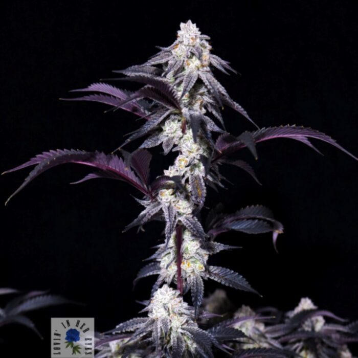 Lovin’ In Her Eyes – Blueberry Rose - Premium Seed Bank | Best ...