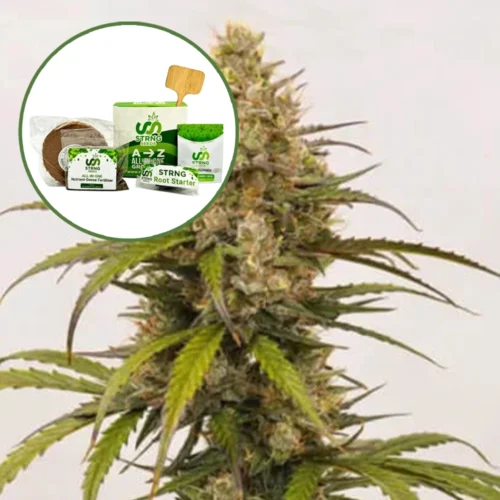 Melonade Strain Grow Kit