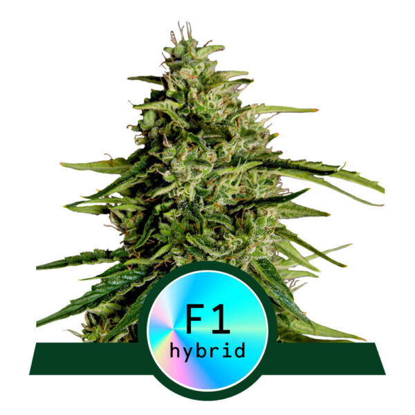 F1 Hybrid Seeds Archives - Premium Seed Bank | Best Feminized Seeds ...