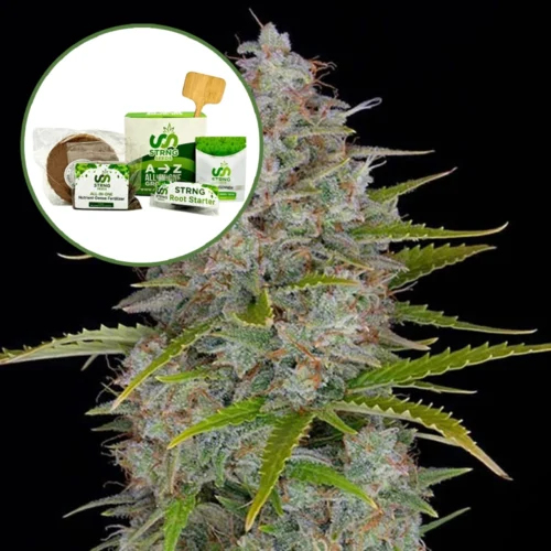 Orange Fuel Strain Grow Kit