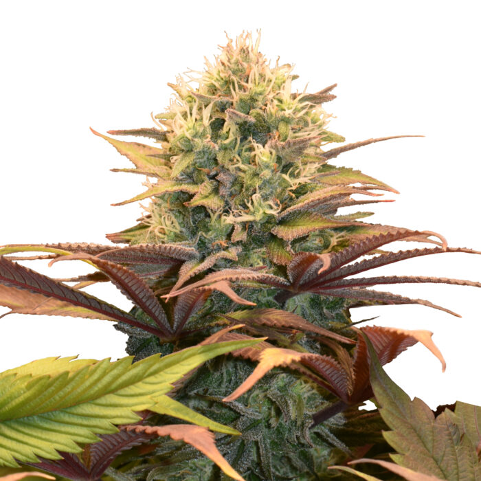 Pineapple Kush Plant