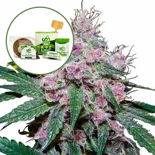 Purple Afghani Strain Grow Kit