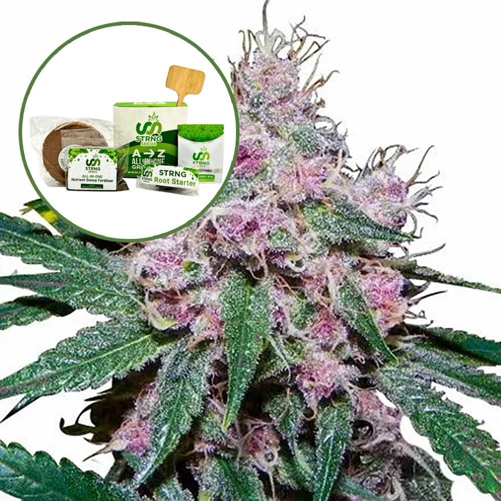 Purple Afghani Strain Grow Kit