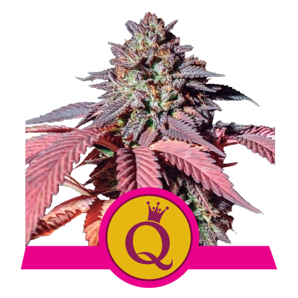 Purple Queen Premium Seed Bank Best Feminized Seeds Seed Bank USA
