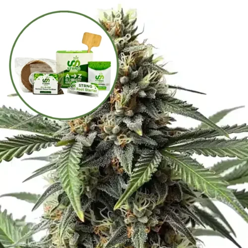 Queen Bee Strain Grow Kit