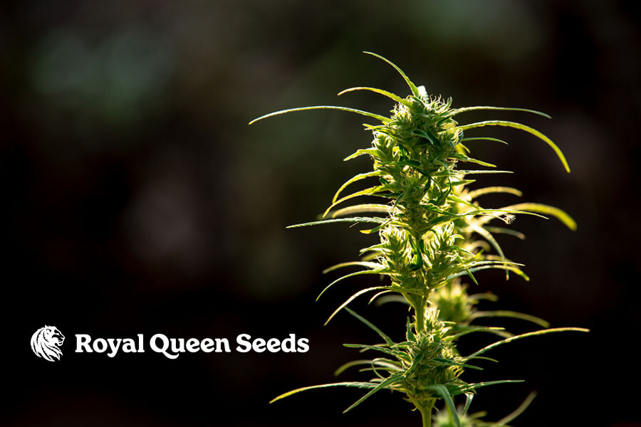 Exploring Royal Queen Seeds