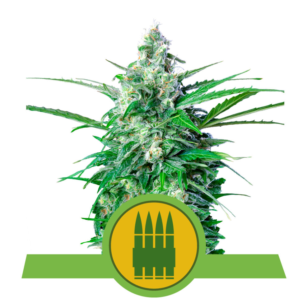 Royal AK Auto Premium Seed Bank Best Feminized Seeds Seed Bank