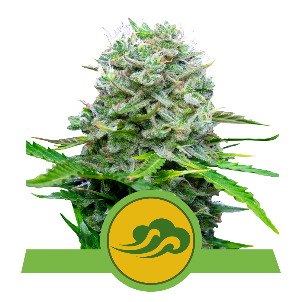 Royal Bluematic Auto Premium Seed Bank Best Feminized Seeds Seed 